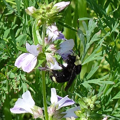 bombus vosnesenskii - yellow-faced bumblebee bombus vosnesenskii